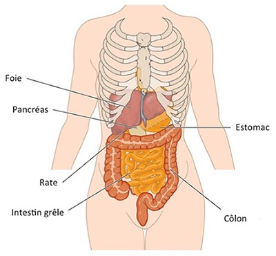 Anatomie d'un corps vue de l'intérieur