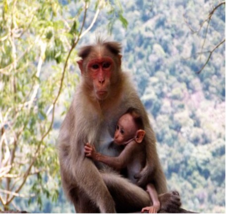 Image d'un singe et son bébé